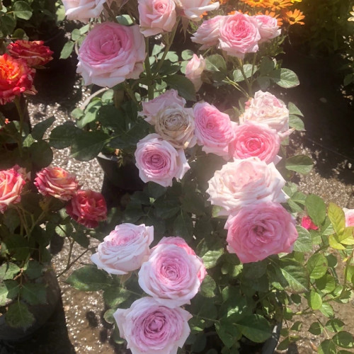 English rose seedlings