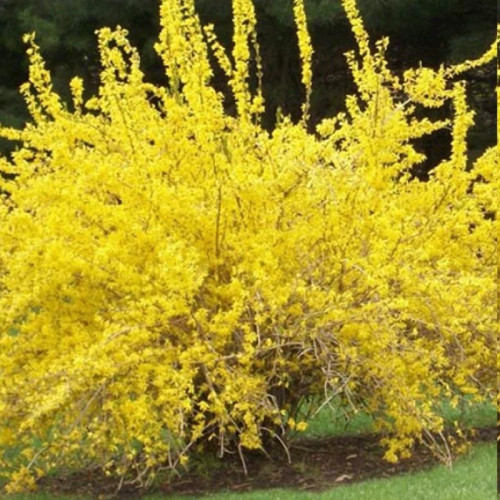 Winter yellow jasmine seedlings
