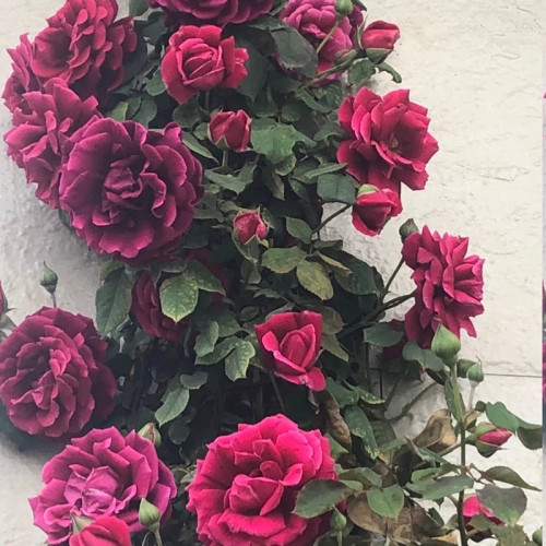 Royal rose seedlings