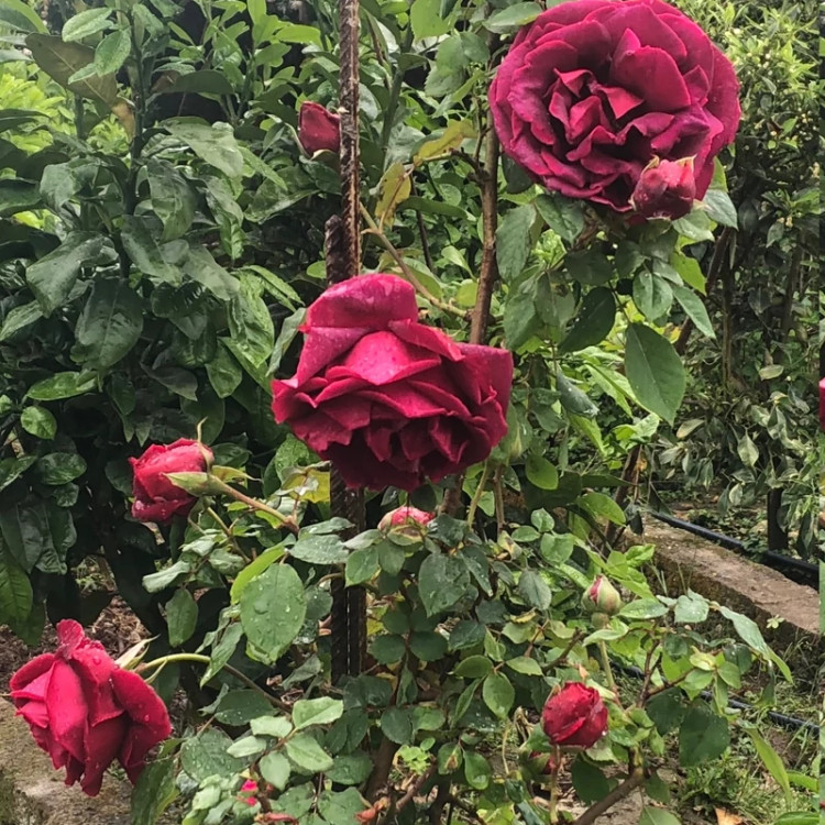 خرید نهال رز سلطنتی