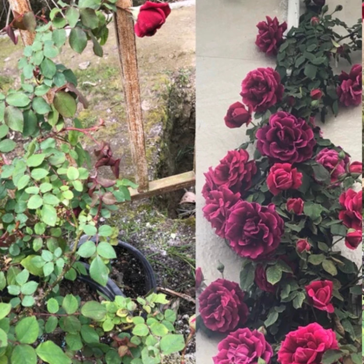 رز قرمز خوش رنگ