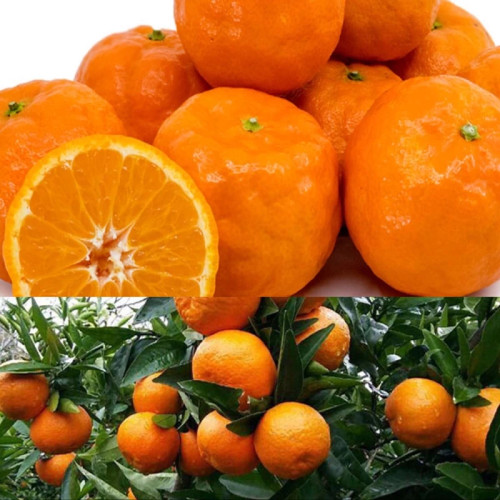 Jaffa tangerine seedlings