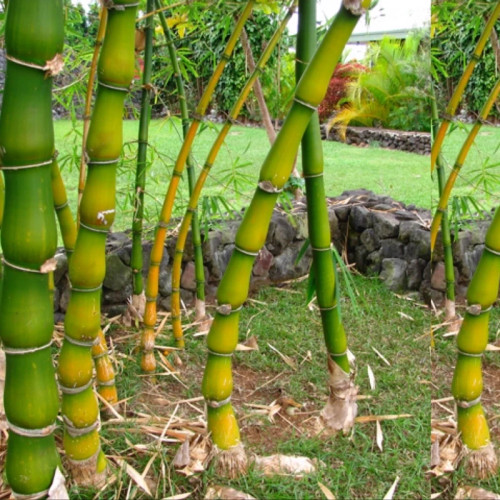 نهال بامبو بودایی بزرگ