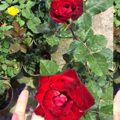 رز هلندی قرمز معطر