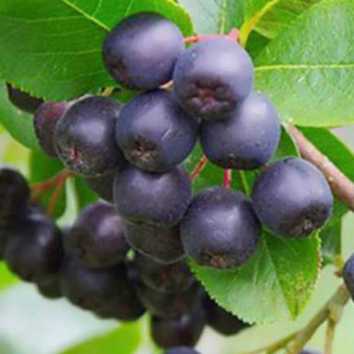 نهال زالزالک سیاه آذر نهال سبز