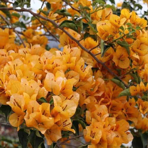 گل کاغذی زرد آذرنهال سبز