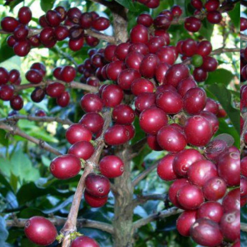 نهال قهوه روبوستا