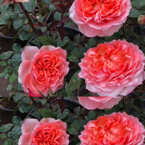 نهال گل رز نارنجی پرپر