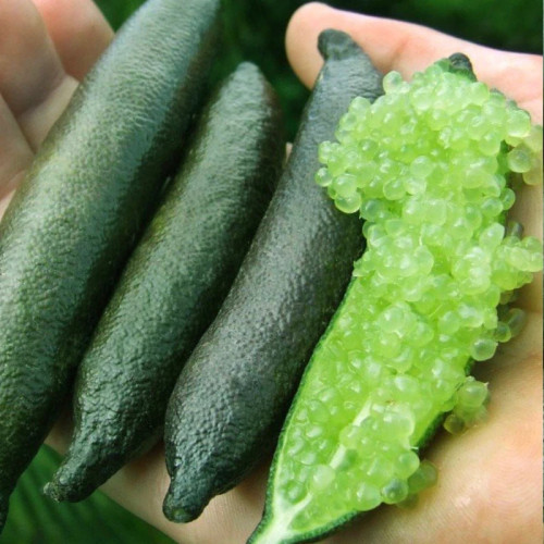 نهال لیمو خاویاری پرفروش