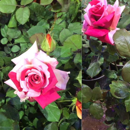 نهال رز هلندی دورنگ