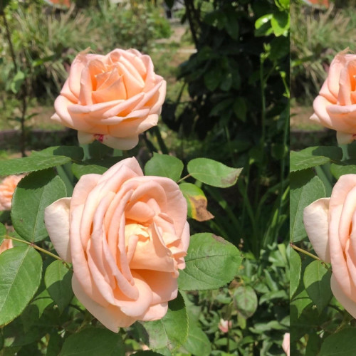 نهال رز گل بهی گل درشت