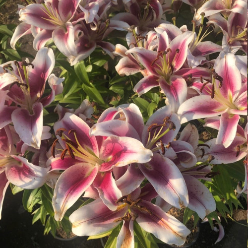 گل لیلیوم سفید