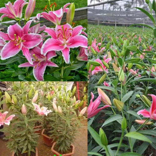 لیلیوم صورتی معطر