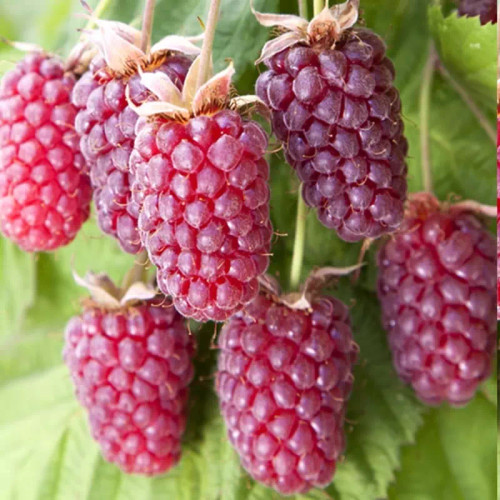 بوته لوگان بری