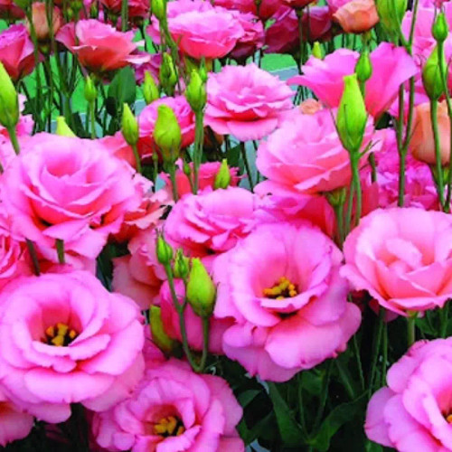 نهال لیسیانتوس صورتی