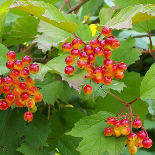 نهال گلدر بری