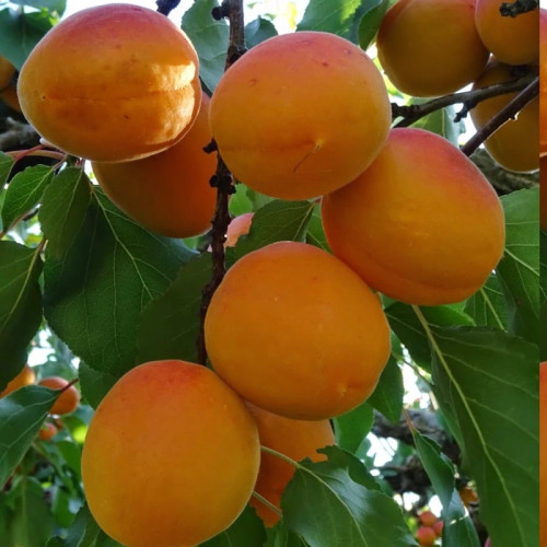 نهال زرد آلو پرتقالی پیوندی