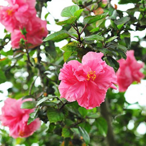 نهال ختمی صورتی