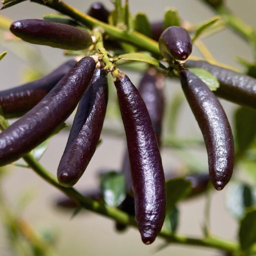 نهال لیمو خاویاری وارداتی