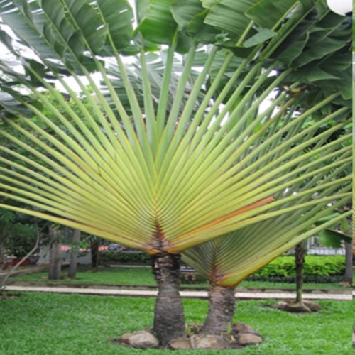 نخل مسافر غول پیکر