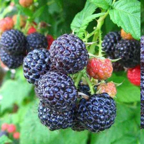 Black raspberry seedlings