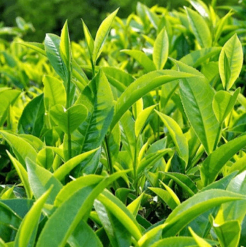 Red tea seedlings