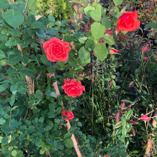 Bright red rose seedlings growing