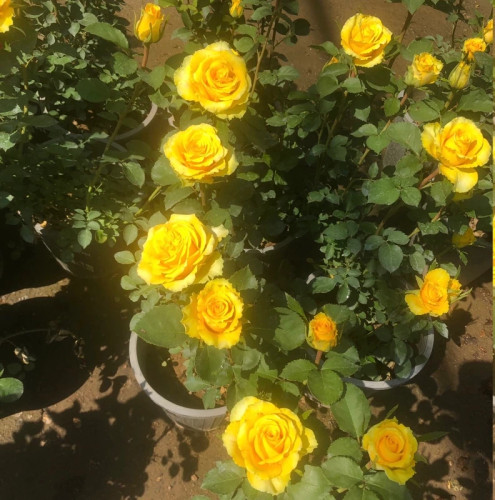 گل زیبا و خوشگل