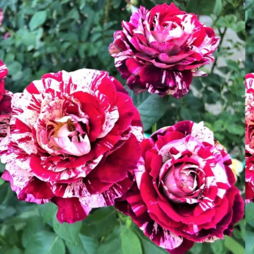 اذرنهال سبز خرید نهال رز دو رنگ سفید و قرمز