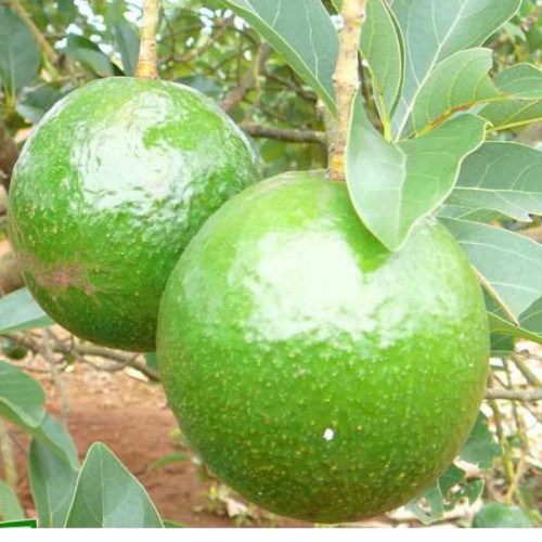 Avocado seedling ball