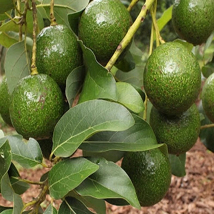 نهال آووکادو توپی