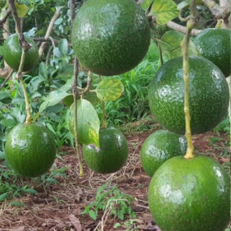 نهال بزرگ گلدانی