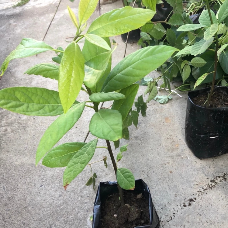 اوپاکادو خاص