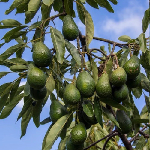 نهال بزرگ خاص