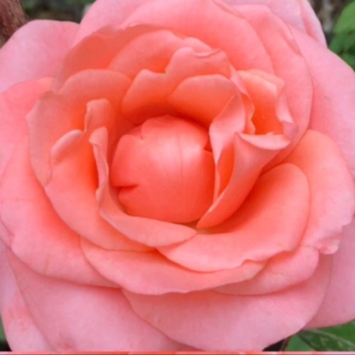 گل زیبا بزرگ گلدانی