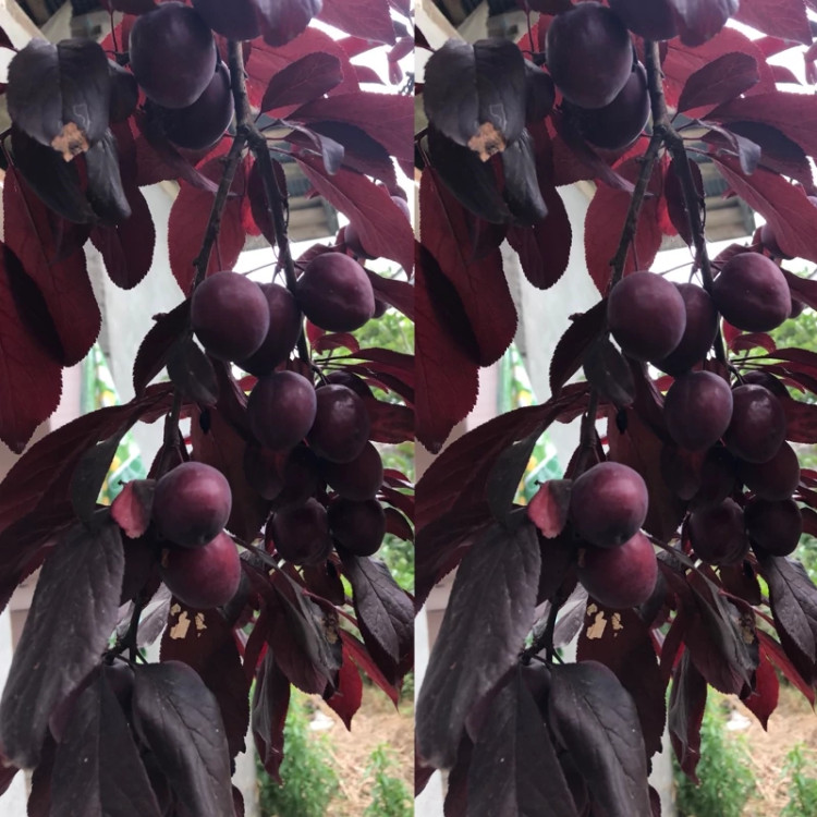 نهال بزرگ گوجه سبز قرمز رنگ