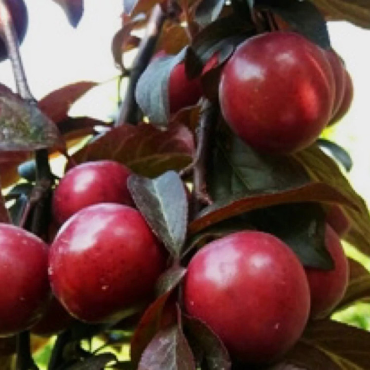 Red plum seedlings