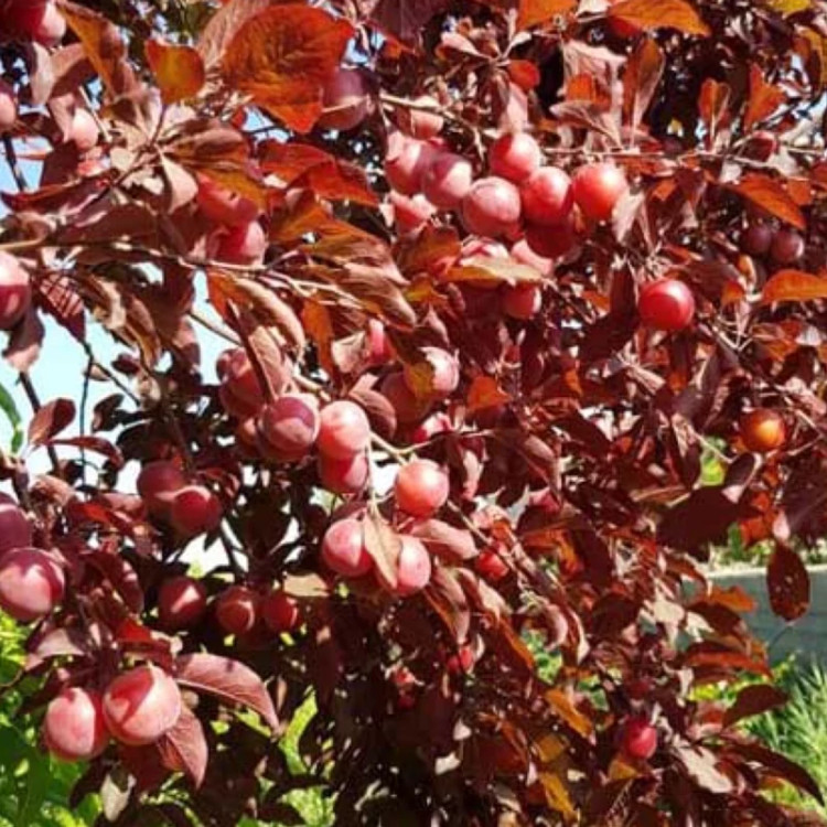 نهال ترش و ابدر