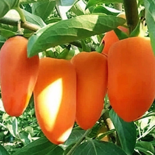 Huichi persimmon seedlings