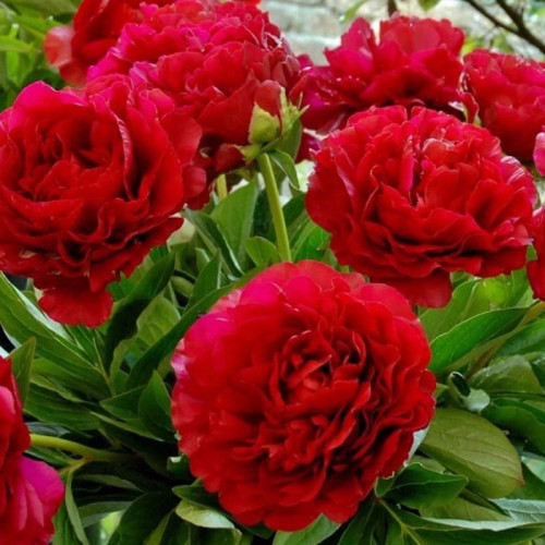 رز خوشگل و خوشبو