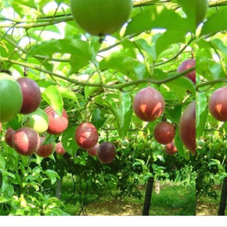 نهال زیبا و خوشگل