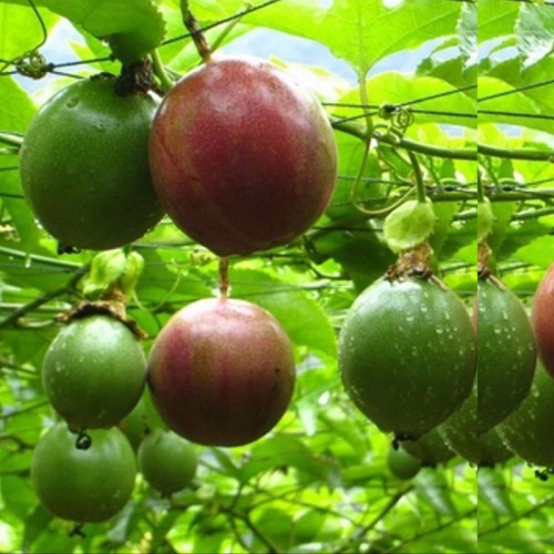Red passion fruit seedlings