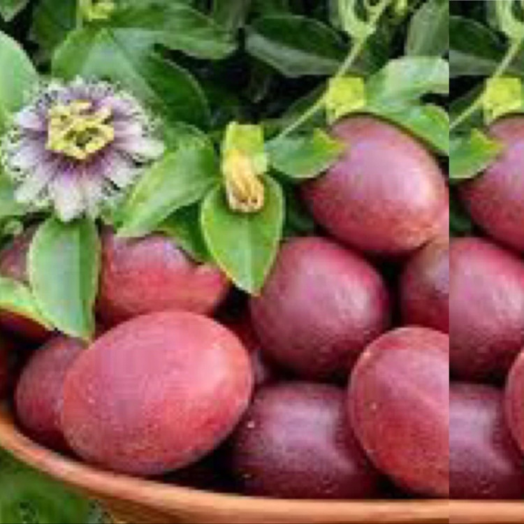 نهال گلدانی