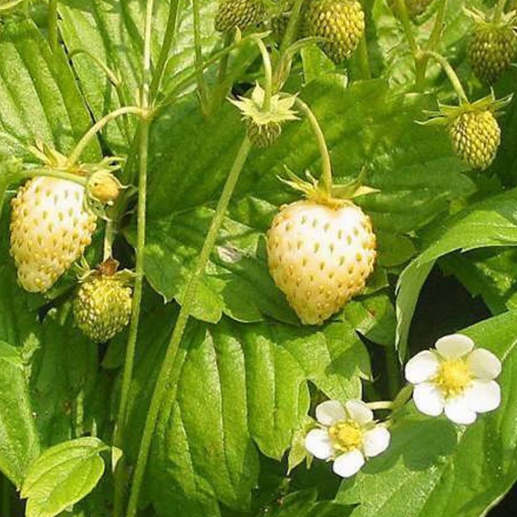 نهال زیبا و شاخه دار