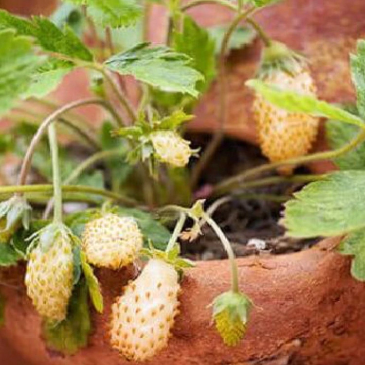 نهال خاص و کمیاب