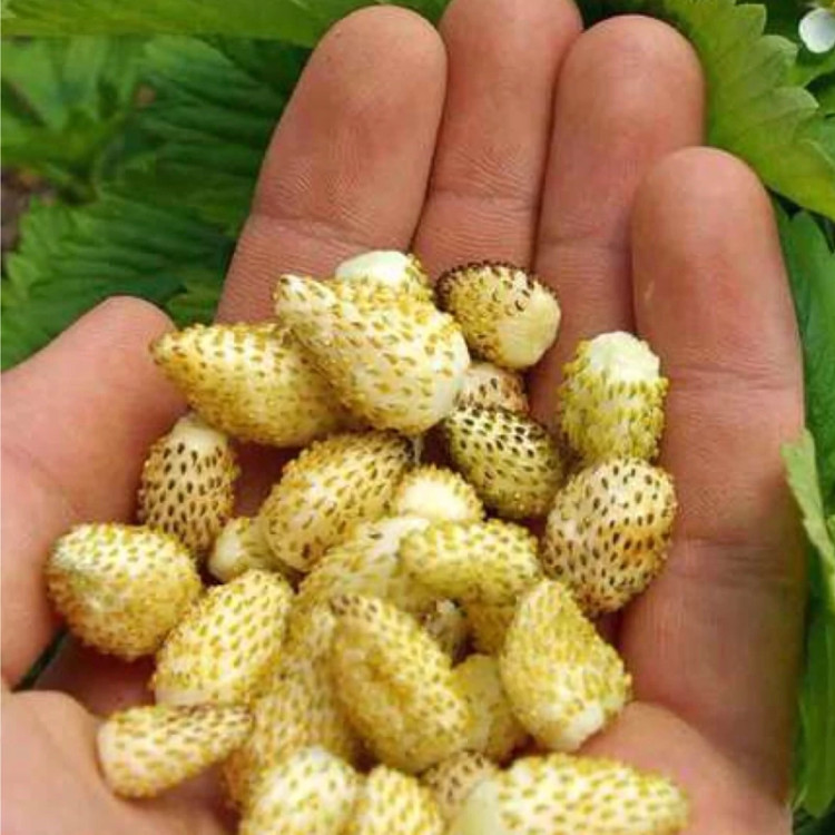 خوشمزه و شیرین