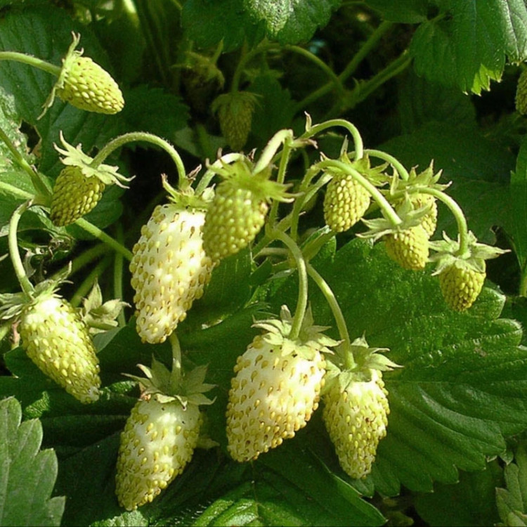 Swiss strawberry bush
