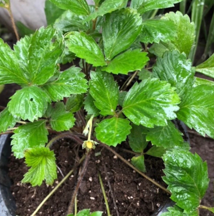 نهال سایز بزرگ