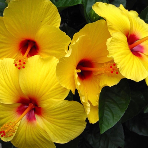 گل زیبا با گلدان