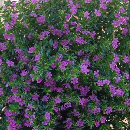 خرید نهال خاص